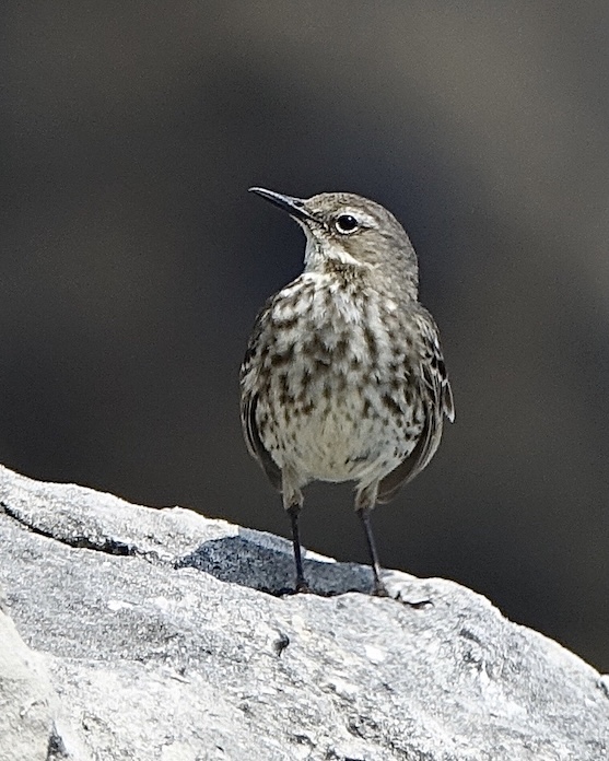 rock pipit